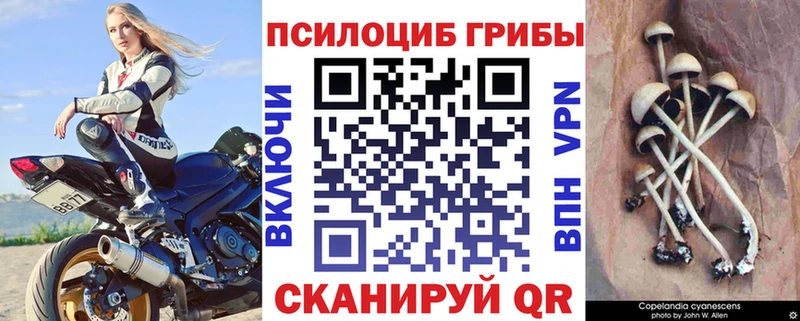 дарнет шоп  Карталы  Псилоцибиновые грибы Psilocybe 